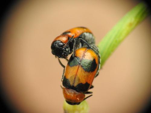 Réf. 310 476 : Coptocephala sp.